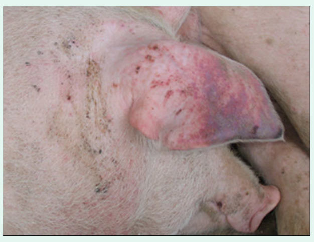 在蓝耳病防控中，为何要重视车辆洗消，以及如何选择高效消毒剂？